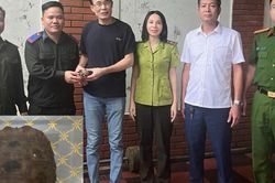 Người dân giao nộp rùa núi vàng quý hiếm