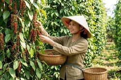 Giá hồ tiêu hôm nay 28.8 đi ngang sau phiên tăng nhẹ