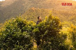 Kỳ 3 - Đánh thức giá trị di sản chè cổ Thái Nguyên trên bản đồ du lịch