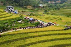Vì một miền quê đáng sống: Sín Chéng mùa vàng ngân vang tiếng khèn