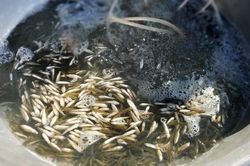 Mùa cá linh nơi đầu nguồn biên giới An Giang
