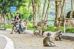 Bất an với 'Tề Thiên' xuống phố!