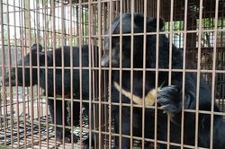 Hà Nội nuôi nhốt gấu nhiều nhất cả nước