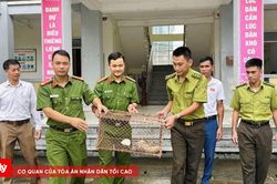 Giải cứu c&aacute; thể t&ecirc; t&ecirc; Java qu&yacute; hiếm