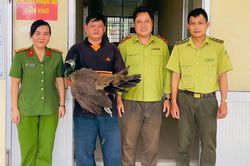 Chim khổng tước quý hiếm bất ngờ bay vào nhà ở Cần Thơ