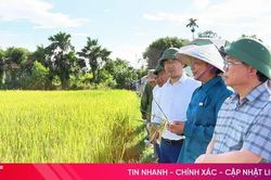 Triển vọng từ giống lúa mới TĐ25 trên đồng ruộng Hà Tĩnh