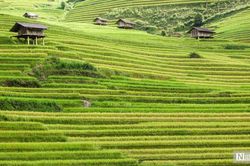 Về quê lập nghiệp: Không phải bước lùi, mà là một lựa chọn trưởng thành
