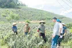 Giá dứa tăng cao: Niềm vui nhà nông - nỗi lo nhà máy