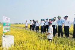 Sửa Nghị định 98: Hướng tới chuỗi gi&aacute; trị n&ocirc;ng sản hiện đại, bền vững
