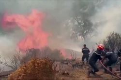 Algeria tuyên bố quốc tang sau hàng loạt vụ cháy rừng