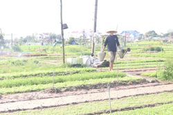 Phát triển nông nghiệp hữu cơ:Đưa cơ chế, chính sách đi vào thực tiễn