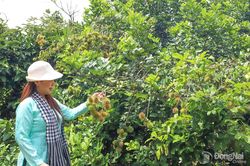 Khai thác thương hiệu đặc sản trái cây làm du lịch vườn