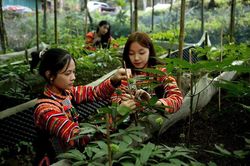 Kỳ 2: Hướng tới thị trường quốc tế