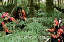 Sâm Lai Châu - Tiềm năng và cơ hội