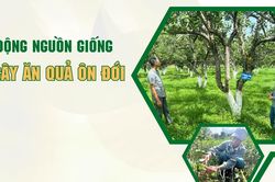 Chủ động nguồn giống cây ăn quả ôn đới