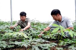 P&uacute;ng Lu&ocirc;ng tạo nền tảng ph&aacute;t triển v&ugrave;ng dược liệu chiến lược