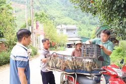 Trao con giống, mở hướng thoát nghèo