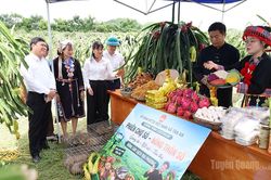 Tân An ra mắt 'Câu lạc bộ Thanh niên số', 'Tổ hội Nông dân số'