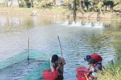 Khuyến nông mở hướng sản xuất hiệu quả
