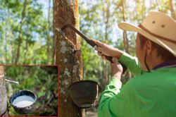 Ngày 28/8: Giá cao su biến động trái chiều trên các sàn giao dịch châu Á
