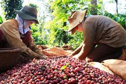 C&agrave; ph&ecirc; Robusta Việt Nam muốn tăng gi&aacute; trị, kh&ocirc;ng thể chỉ cạnh tranh bằng gi&aacute;