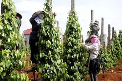 10 năm xây chuỗi hồ tiêu vẫn vướng 'nút thắt' nông hộ nhỏ lẻ