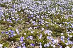 Bắt đầu mùa hoa nở trên sa mạc Atacama (Chile)