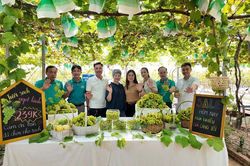 Nông nghiệp ven đô: Không chỉ bán nông sản
