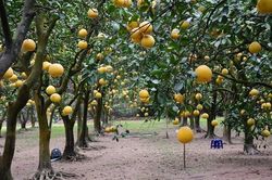 Ph&aacute;t triển n&ocirc;ng nghiệp Thủ đ&ocirc; theo hướng sinh th&aacute;i, hiện đại, ứng dụng c&ocirc;ng nghệ cao