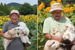 Hai chú mèo cứ chụp ảnh là lại lao vào 'đánh nhau' khiến dân mạng thích thú