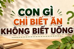 Con gì chỉ biết ăn không biết uống?