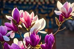 Giờ sinh Âm lịch của người hậu vận vượng, về già cực phú quý