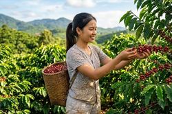Giá cà phê hôm nay 29.8.2026 giảm tiếp, cao nhất còn 95.500 đồng/kg