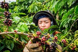 Bản tin nông sản hôm nay (29-8): Giá cà phê giảm, giá hồ tiêu ổn định