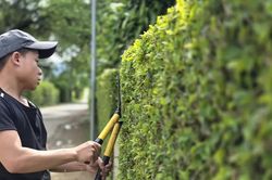 Đẹp mê hoặc hàng rào xanh ở Minh Hóa, Quảng Trị