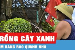Xanh mướt hàng rào chè tàu ở Minh Hóa, Quảng Trị