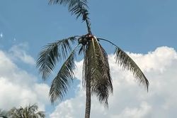 Đâm chết vợ rồi trèo lên ngọn dừa trốn