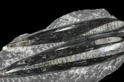 Orthoceras- 'tàu ngầm sống' thống trị đại dương hơn 400 triệu năm trước