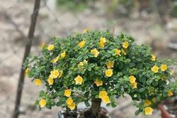 [GALLERY] Cây hoa mọc dại bờ ruộng lên chậu thành bonsai đẹp lạ