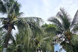 Nghi án chồng giết vợ rồi trèo lên cây dừa trốn