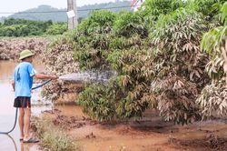 Sau 2 ngày chìm trong nước, vườn cây tiền tỷ ở Bắc Ninh xơ xác