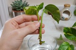 Cách nhân giống trầu bà chỉ với một cốc nước