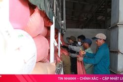 Thu mua, sấy lúa giúp đẩy nhanh tiến độ thu hoạch hè thu