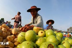 Phấn đấu đến năm 2030 có ít nhất 50% hợp tác xã nông nghiệp liên kết chuỗi giá trị