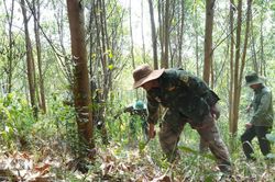 Đắk Lắk cảnh báo nguy cơ cháy rừng cực kỳ nguy hiểm do nắng nóng