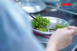 Hợp tác xã chủ động nguồn giống dứa MD2 bằng công nghệ nuôi cấy mô