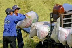 Giá lúa mỳ và gạo châu Á lập đỉnh nhiều năm, cà phê đi ngang