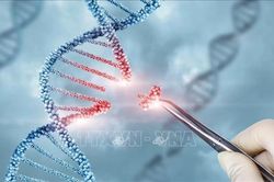 Chỉnh sửa gien có thể giúp loại bỏ cholesterol cao trong suốt cuộc đời