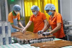 Sở hữu 61% diện tích cả nước, Vĩnh Long biến cây dừa thành 'mỏ vàng'