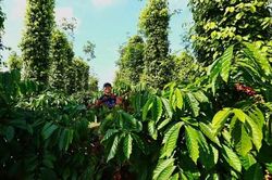 Cảnh báo ngộ nhận về khả năng chịu hạn của cà phê Robusta